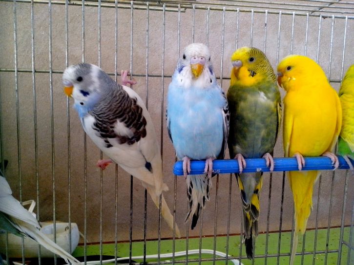 bleu, jaune, vert, perroquets
