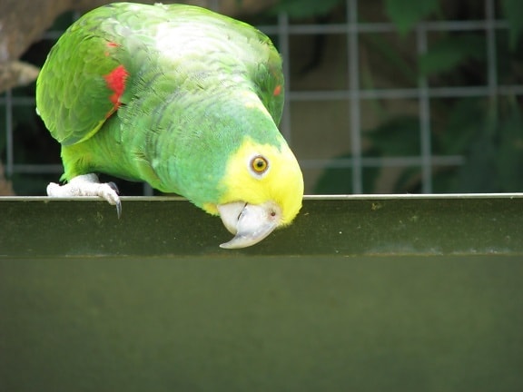 cheeky, parrots, birds