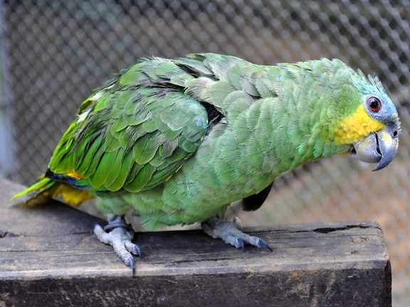 animal, parrot, greenish yellow feather, tropic bird, exotic, wildlife, ornithology