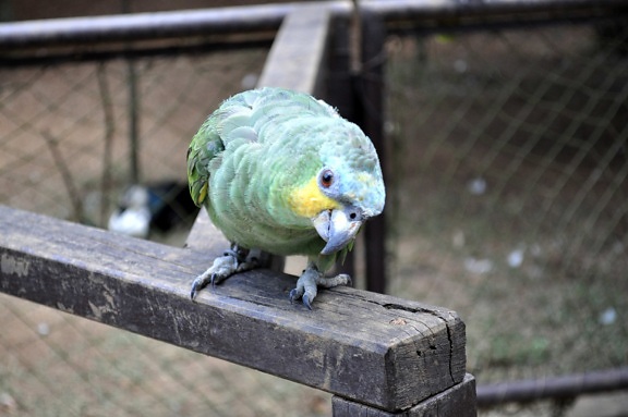 παπαγάλος, πουλί, πράσινο, Ζωολογικός Κήπος