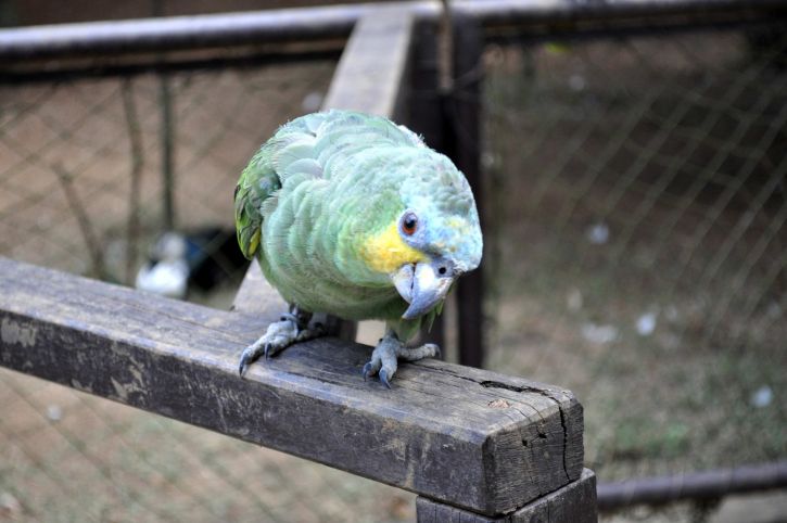 Зеленый попугай, птиц, зоопарка