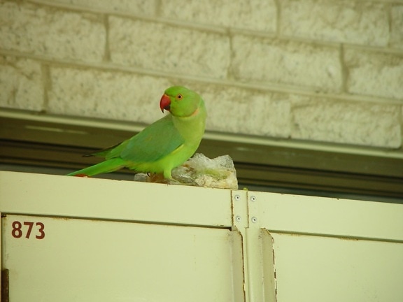 green, parrot, scores, lunch
