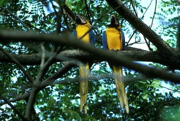 синьо, жълто, macaws, папагали