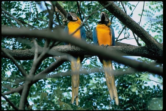 macaws, birds, ara, macao