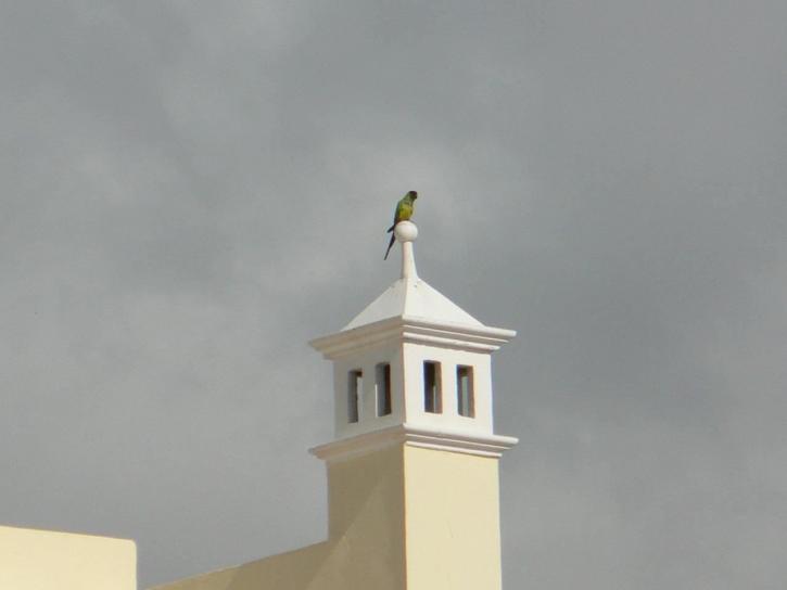 perroquet, top, bâtiment