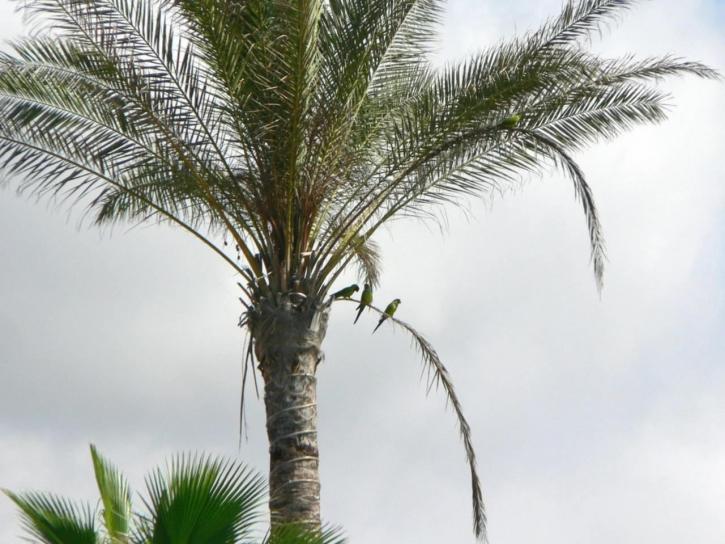 papoušci, ptactvo, tropická Palma