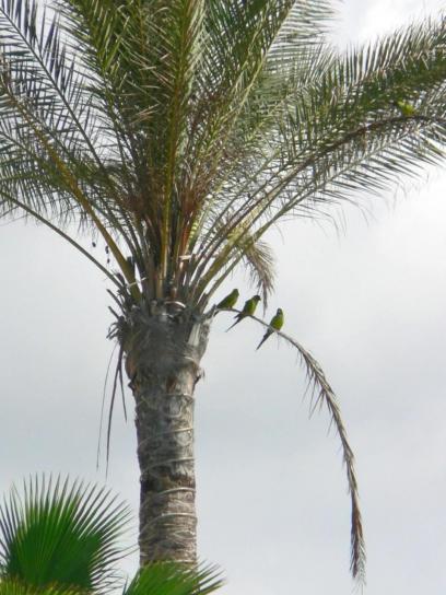 papugi, palmy