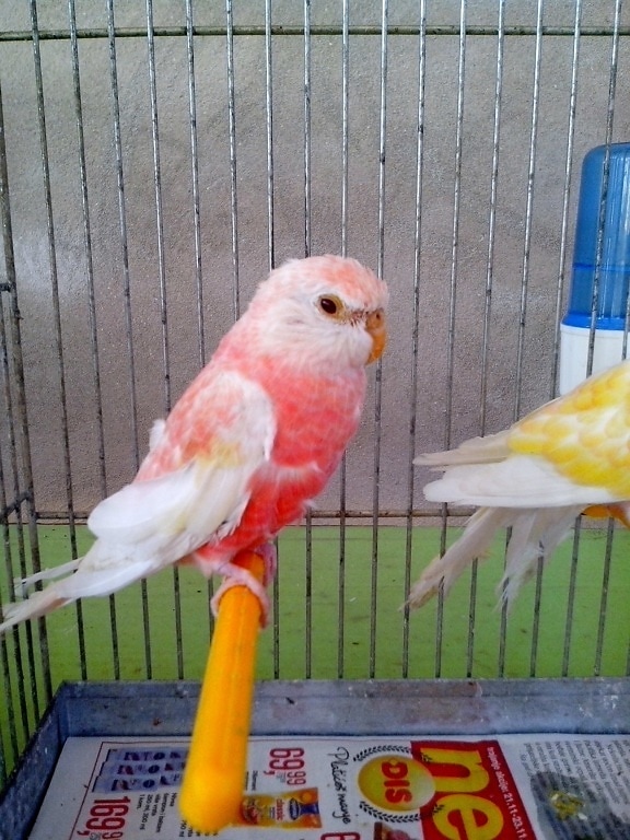 pink, parrot, bird