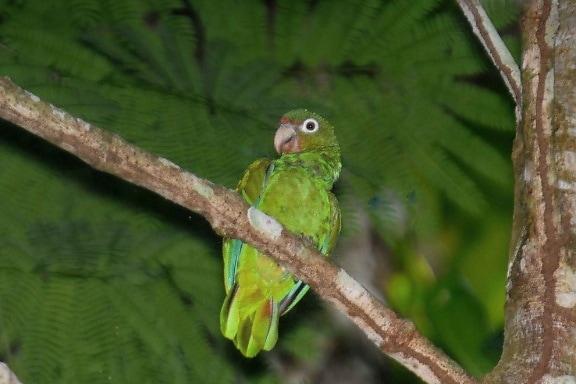 Puerto Ricon, papukaija, amazona, vittata