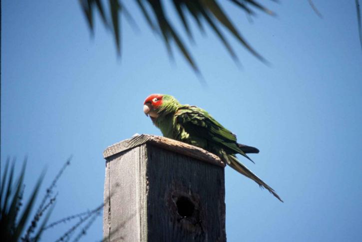 màu đỏ, mặt nạ, parakeet, aratinga erythrogenys, vừa kích thước, con vẹt, ecuador, peru