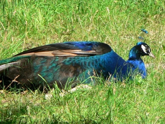 blue, male, peacock