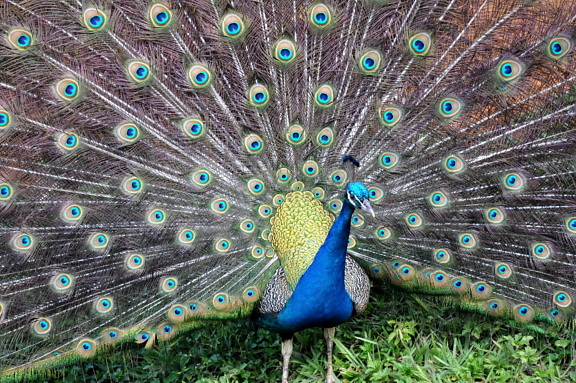 blue peacock, spread tail, animal, bird, colorful, pretty