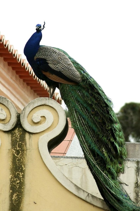 peacock, bird
