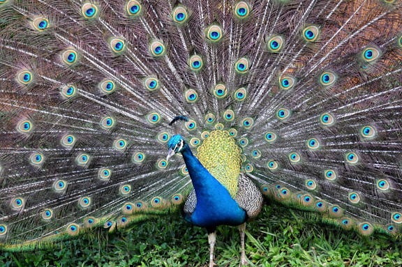peacock bird, male, colorful, tail