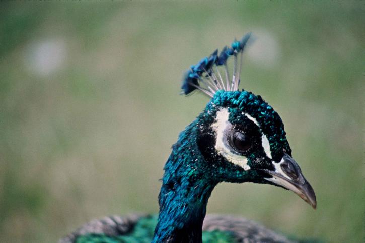 Peacock, burung, pavo, cristatus
