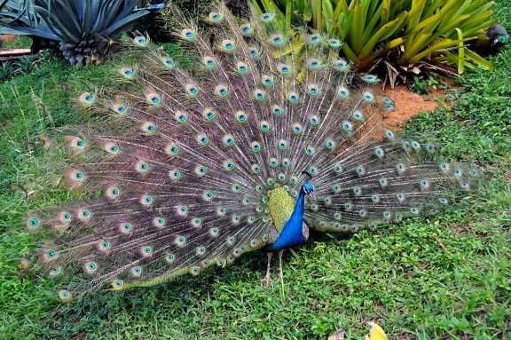Peacock, vogel, weelderige, veer