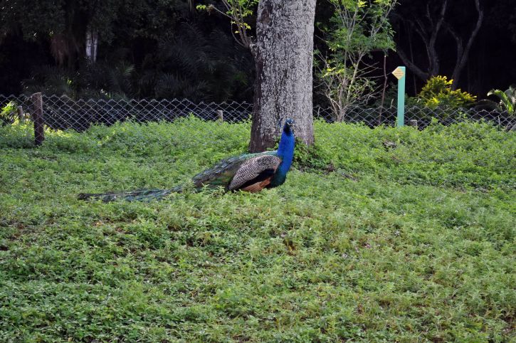 peacock, cock, park