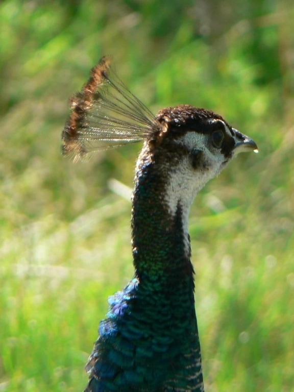 peacock, head