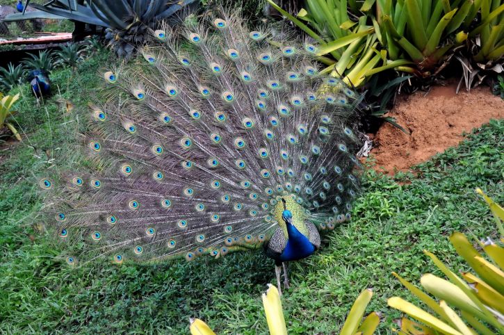 Peacock, mann, fugl, park