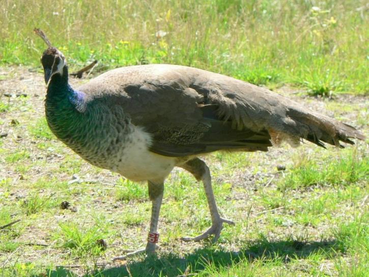 peacock, grass
