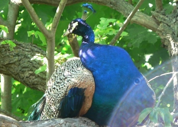 peacock, phAsianus colchicus