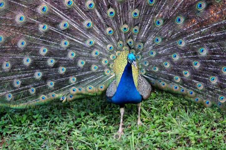 peacock, spread, tail