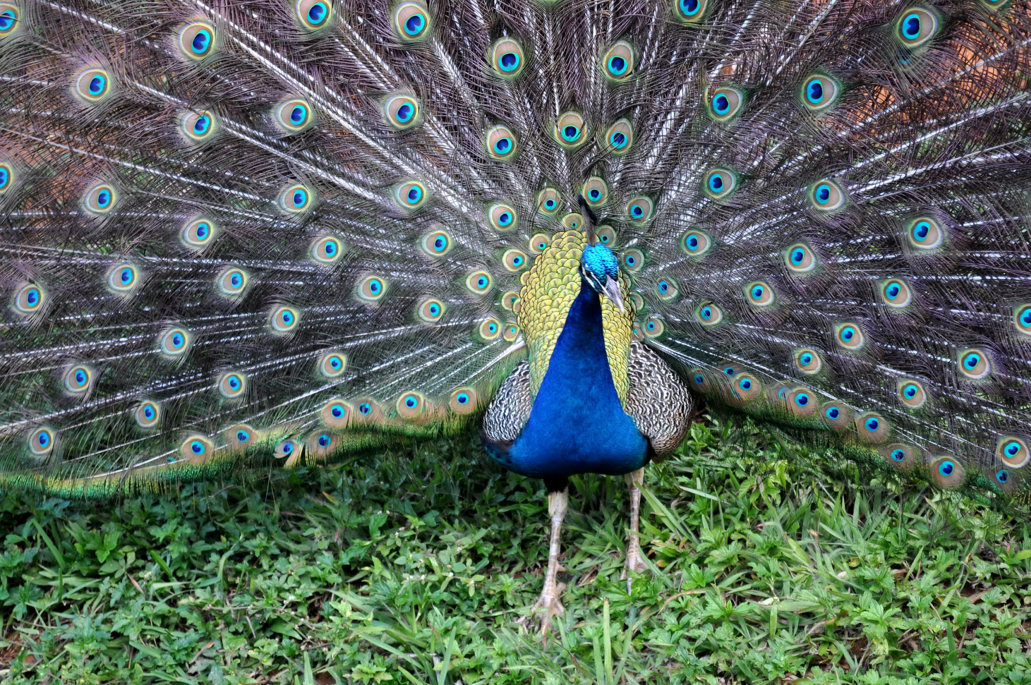 Hình ảnh miễn phí: Peacock, lây lan, đuôi.