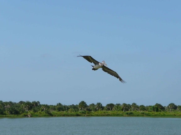 pelican nâu, chuyến bay