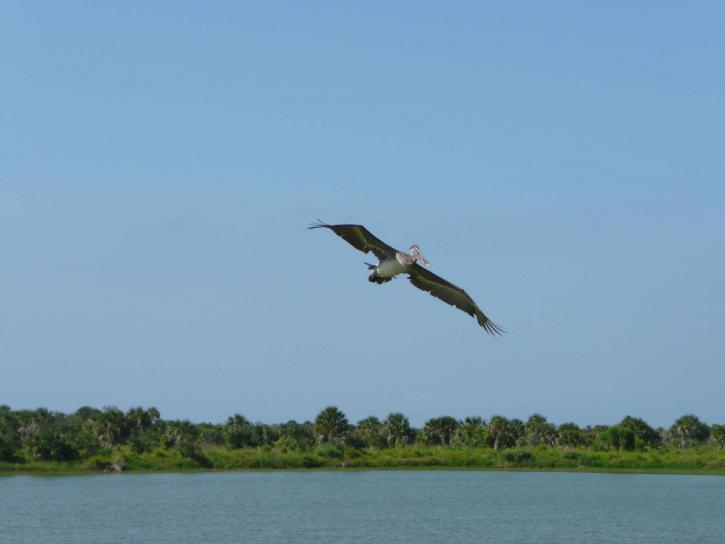 brown, pelican, flight