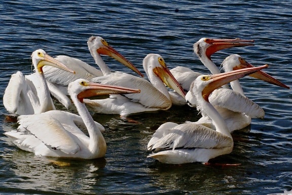 chụp từ trên không, người Mỹ, trắng pelican