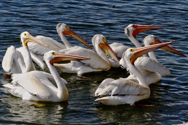 antény, americká, biela pelican