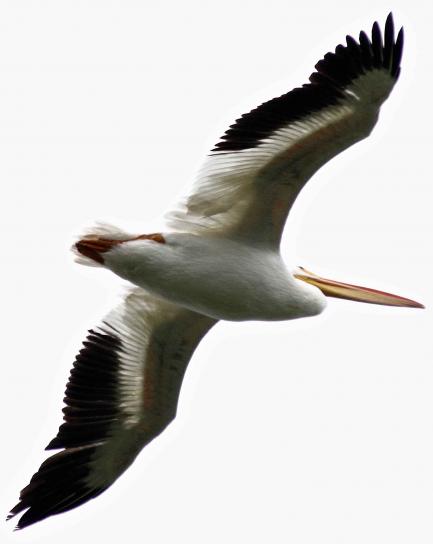aérea, por baixo, pelican americano, branco
