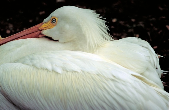 Amerikai, fehér pelikán, pelecanus erythrorhynchos