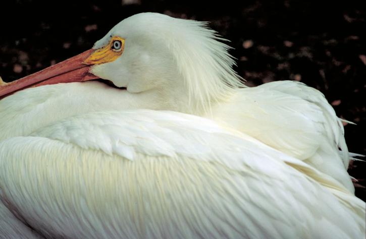 Американський, Білий Пеликан, переважно в дельтах річок, erythrorhynchos