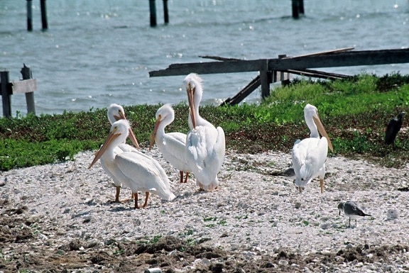 Amerikansk, vit pelikaner