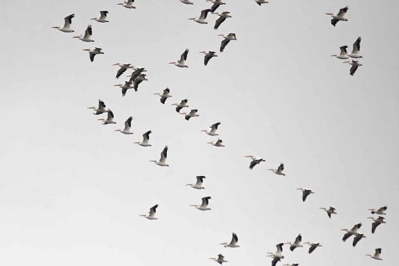 Amerikansk, vit pelikaner, flygande