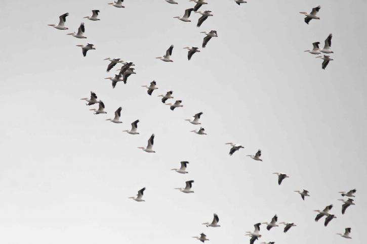 Pelicanos americanos, brancos, voando
