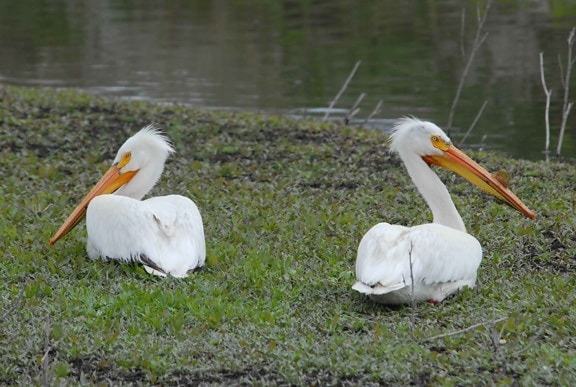 Amerikansk, vit pelikaner, gräs, fåglar