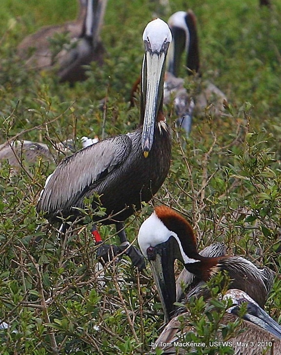 banded, brown, pelican