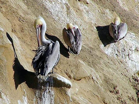 fugler, pelikaner, akterdekk