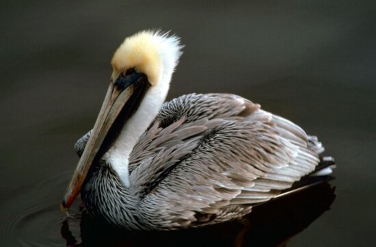 brown, pelican