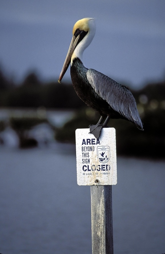 brown, pelican, bird, refuge, sign