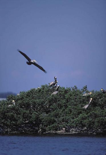 Brown, pelican, flugor, pelican island