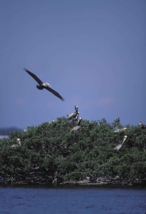 pelican, Brown, island, pelican, lentää