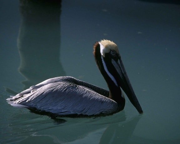 barna, pelikán, úszik, víz