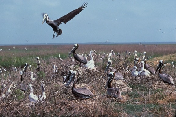 barna, pelikán, fészkelő kolónia
