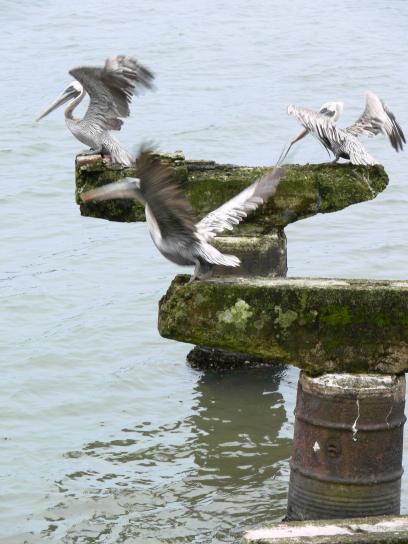maro, pelicani, păsări