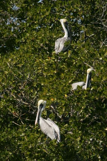 Brown, pelikaner, mangrove, träd