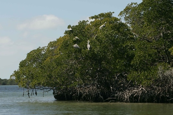 brown, pelicans, tree, pelecanus occidentalis, carolinensis