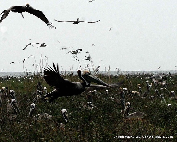 brown, pelicans, returning, nest